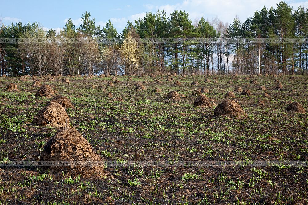 Ant hills in abandoned agricultural land