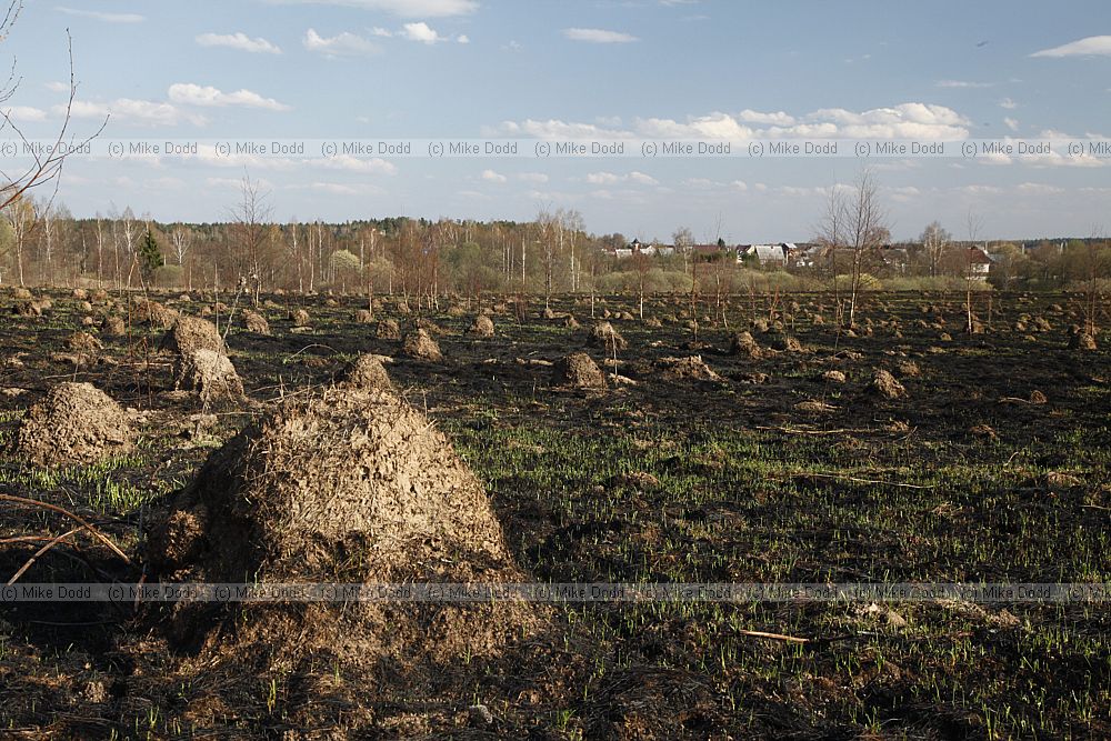 Ant hills in abandoned agricultural land