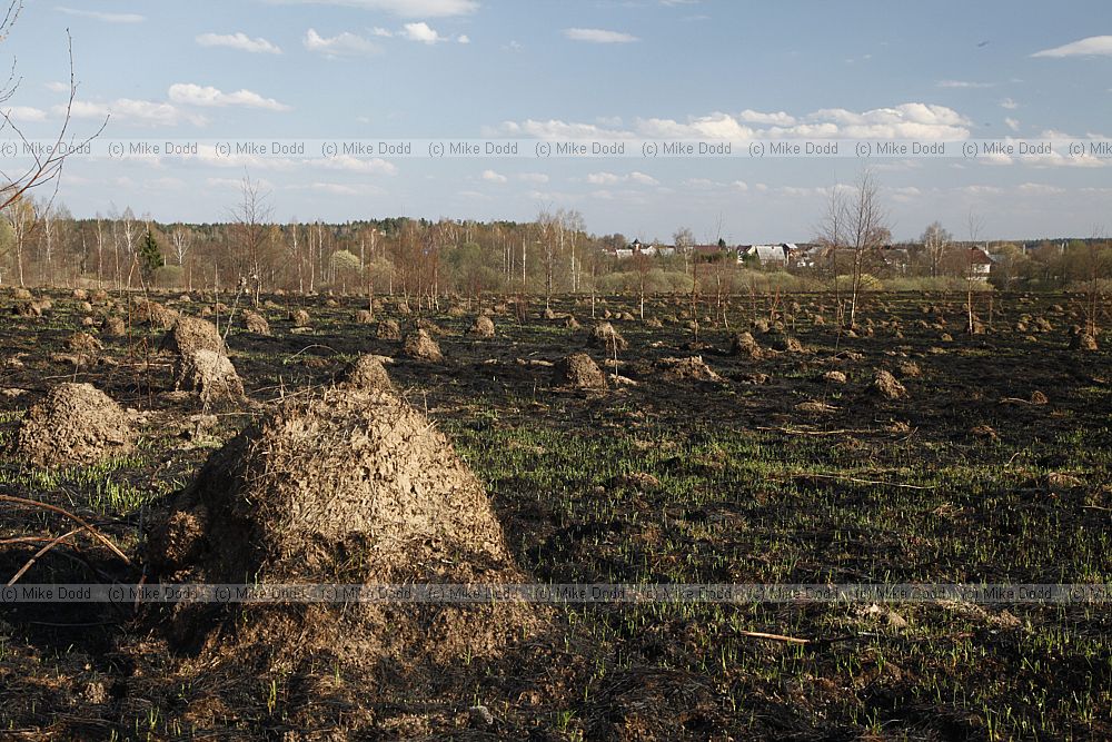 Ant hills in abandoned agricultural land