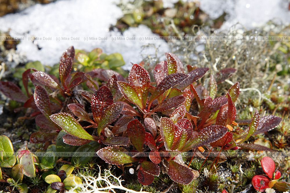 Arctostaphylos alpinus Arctic Bearberry