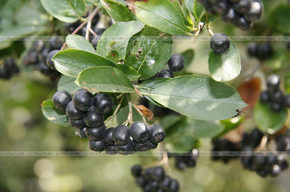 Aronia melanocarpa