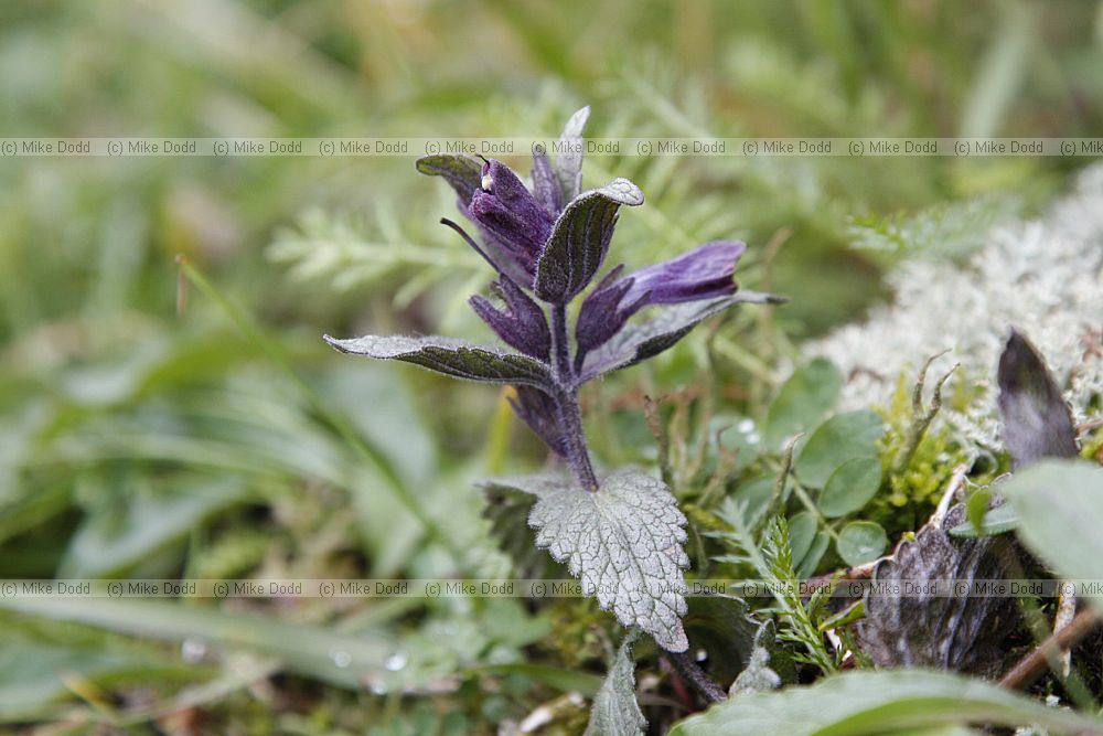 Bartsia alpina Alpine Bartsia