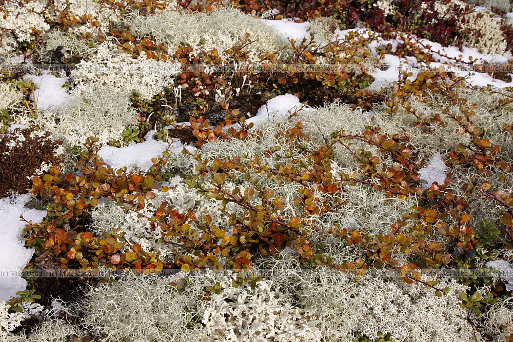 Betula nana Dwarf birch showing orange autumn colour