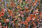 Betula nana Dwarf Birch showing bright red autumn colour