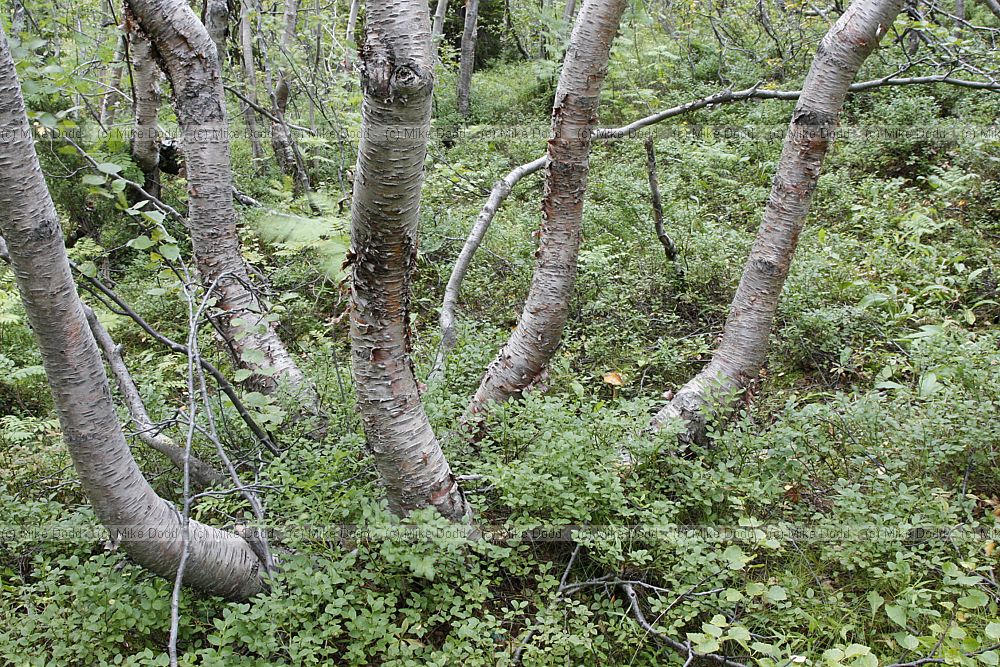 Betula pubescens ssp cherepanowii forest