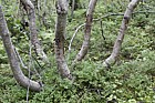 Betula pubescens ssp cherepanowii forest