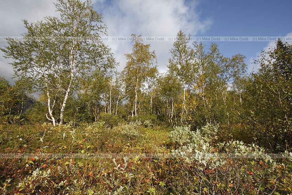 Shrubs in Birch forest