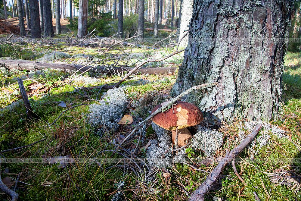 Boletus pinophilus Pine Bolete