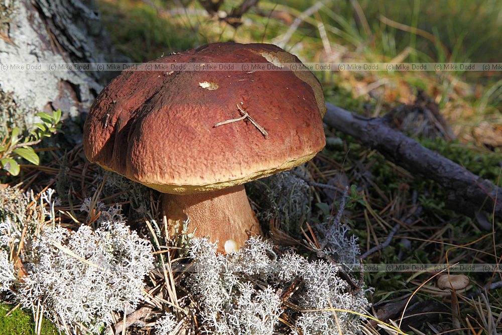 Boletus pinophilus Pine Bolete