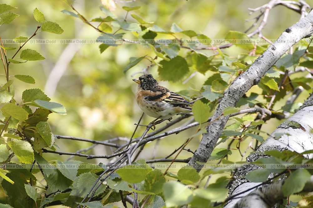 Brambling