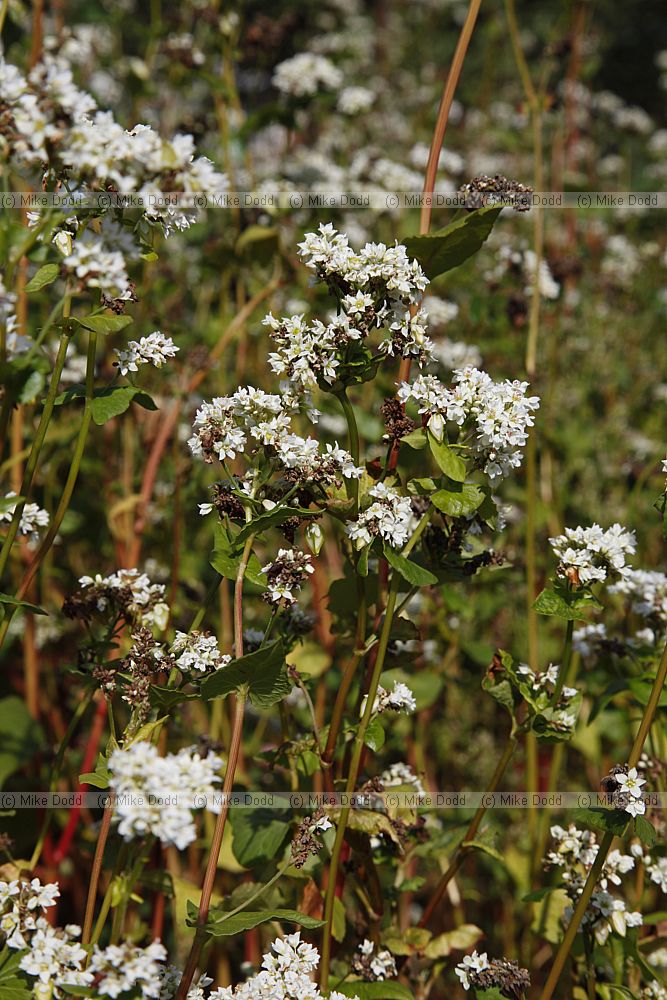 Buckwheat