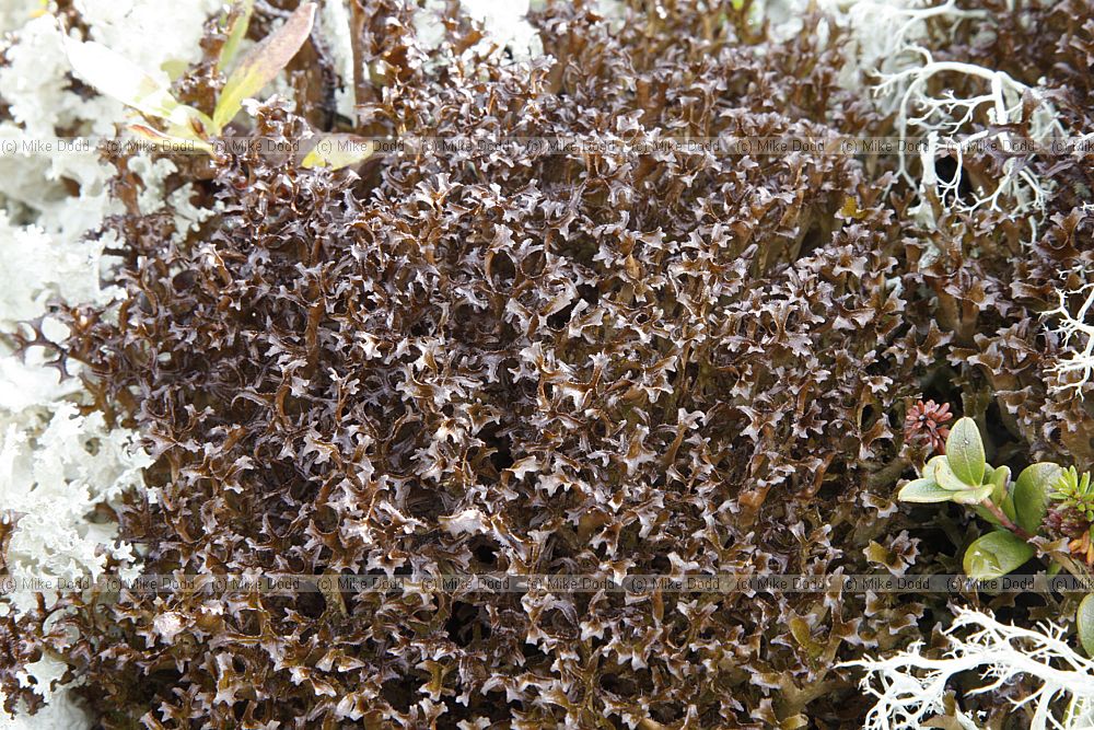 Cetraria islandica