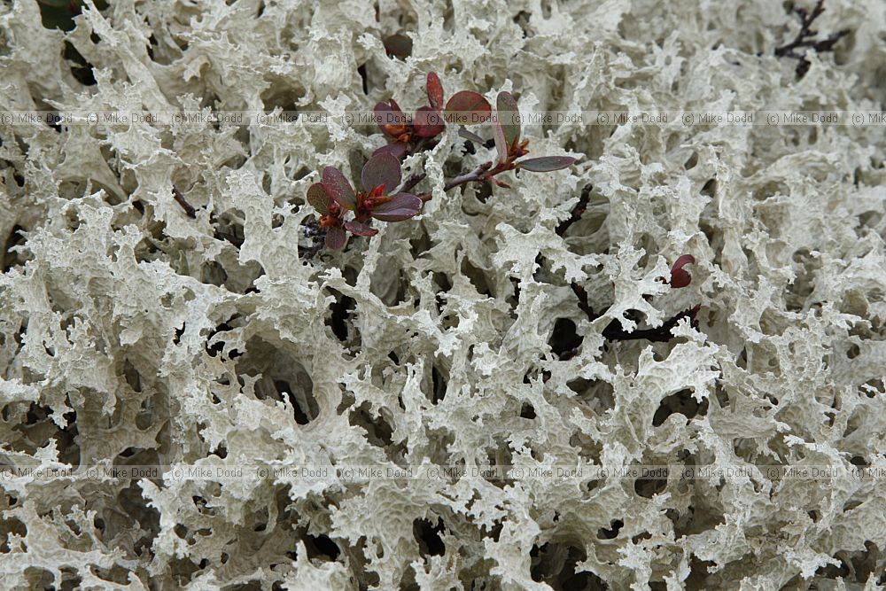Cetraria nivalis