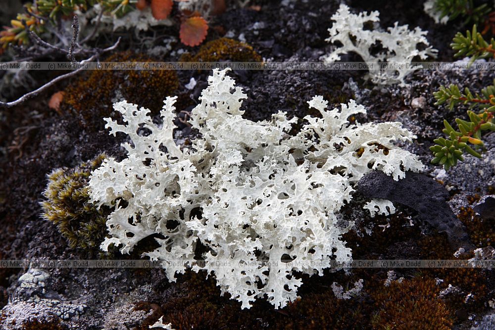 Cetraria nivalis