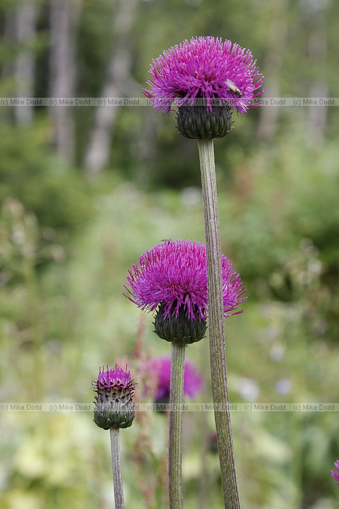 Cirsium heterophyllum Melancholy Thistle