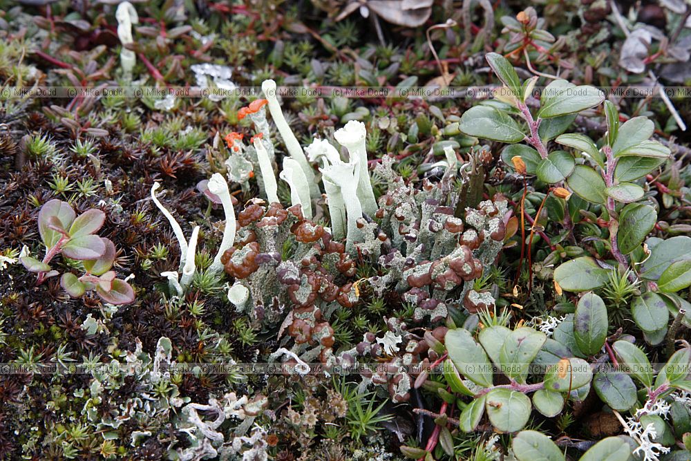 Cladonia botrytes (brown topped lichen in the centre)
