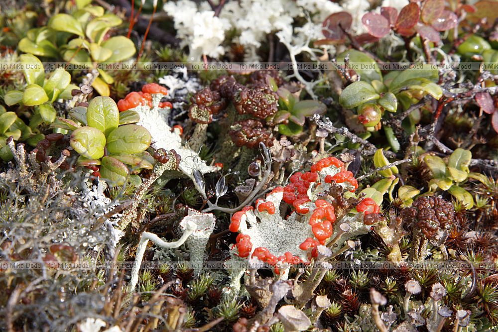Lichen community including Cladonia coccifera