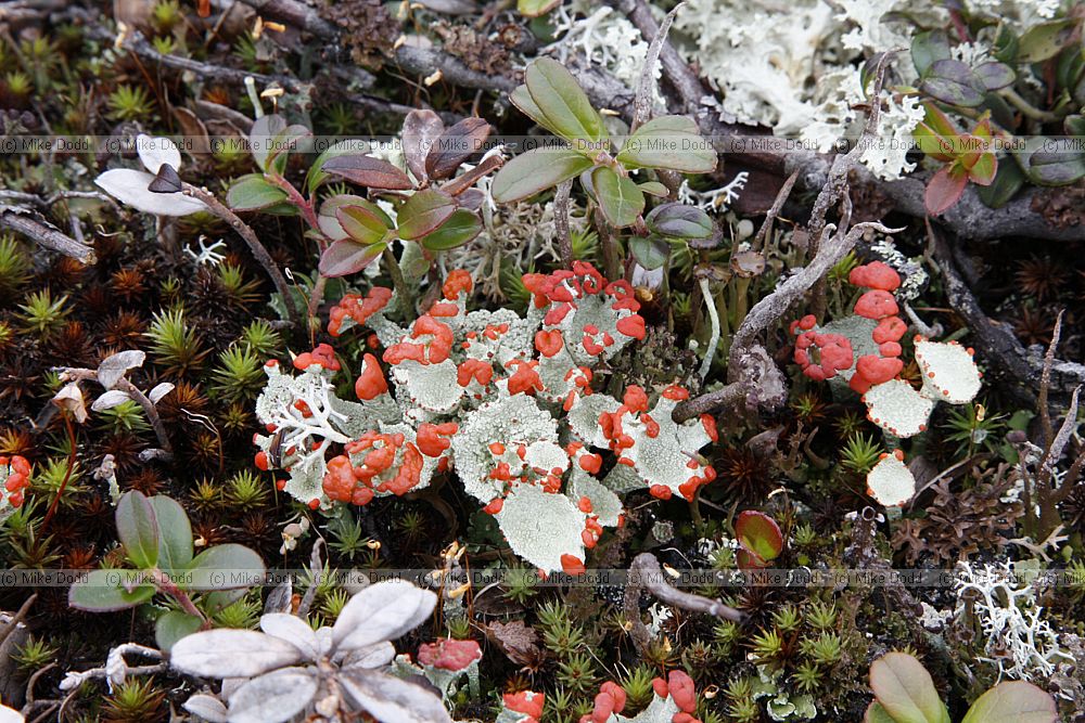 Cladonia coccifera