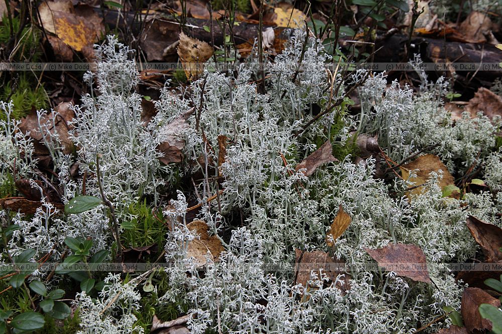 Cladonia mitis (?)
