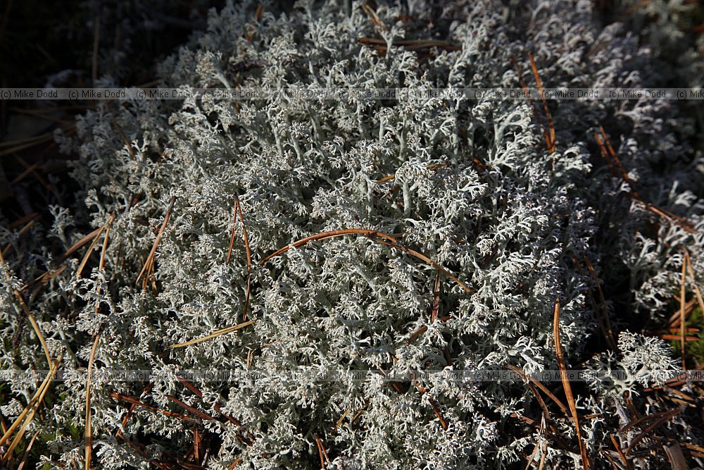 Cladonia rangiferina