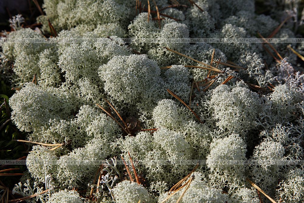 Cladonia stellaris
