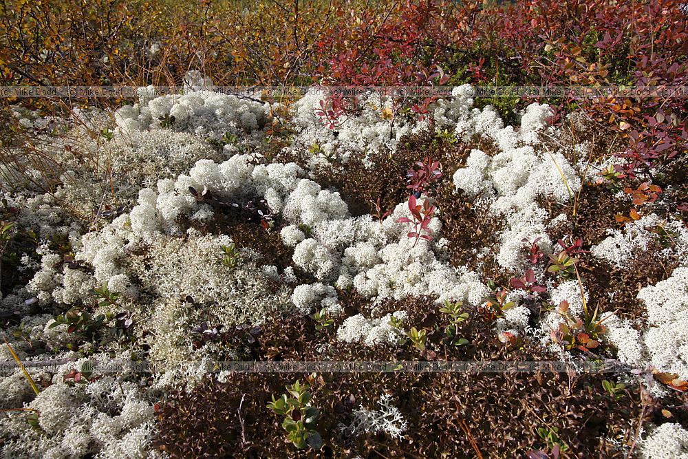Cladonia stellaris Racomitrium sp Cetraria islandica