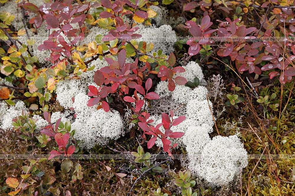 Cladonia stellaris Vaccinium uliginosum