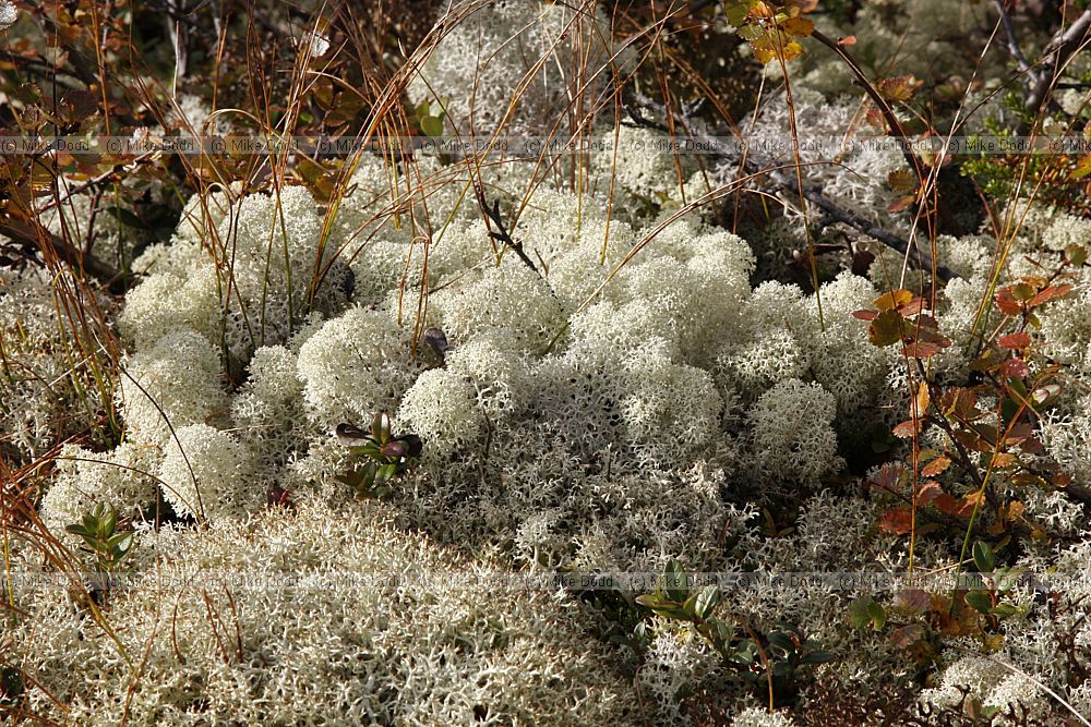 Cladonia stellaris Cladonia sp.