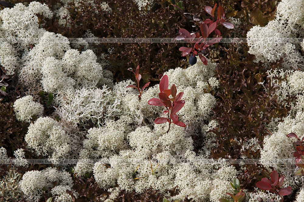 Cladonia stellaris Vaccinium uliginosum