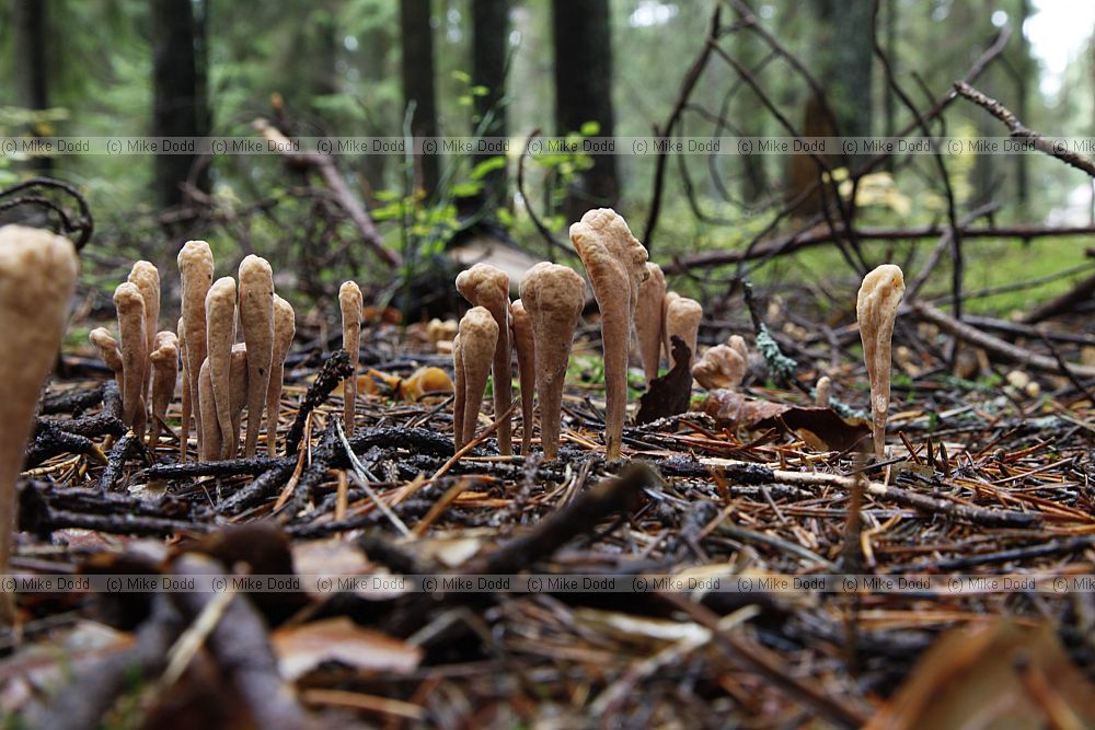 Clavariadelphus truncatus