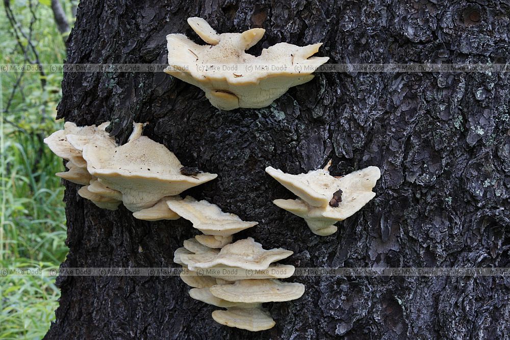 Possibly Climacocystis borealis but could easily be something else