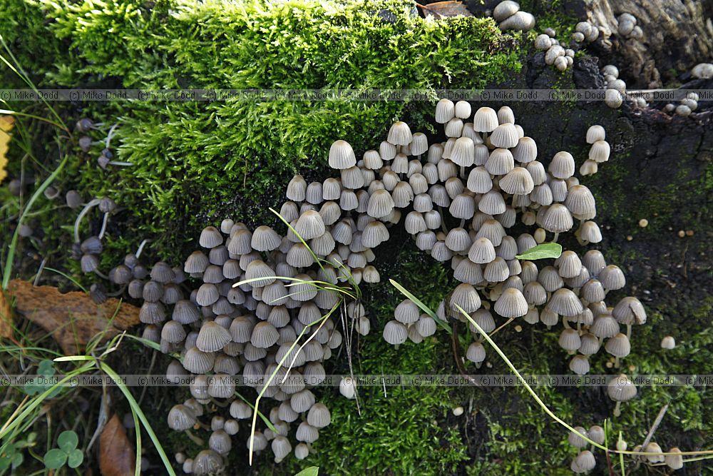 Coprinus disseminatus Fairy inkcap