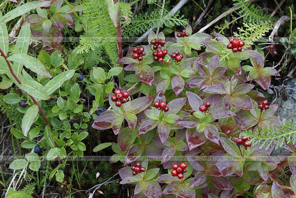 Cornus suecica Dwarf Cornel