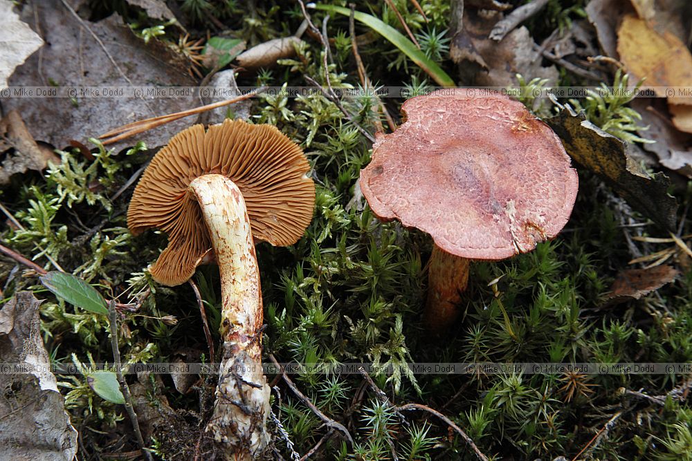 Cortinarius bolaris Dappled Webcap