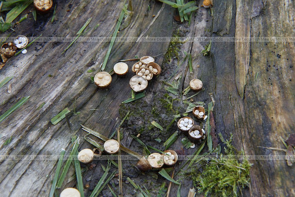 Crucibulum laeve Common Bird's Nest
