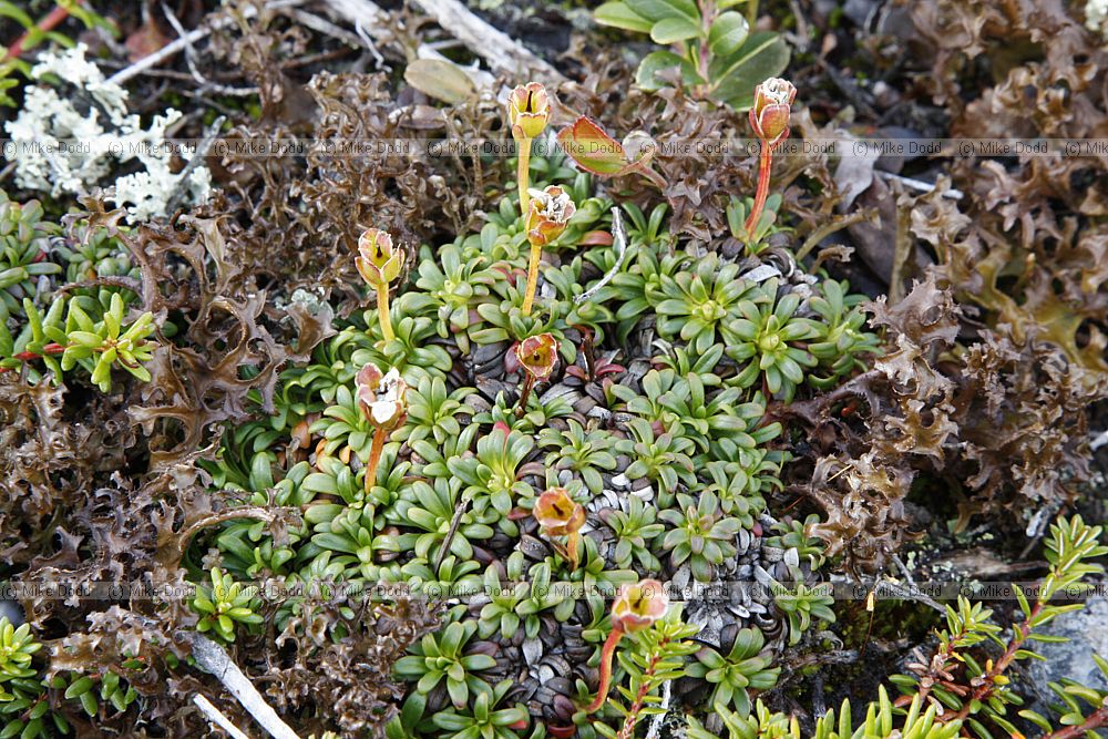 Diapensia lapponica