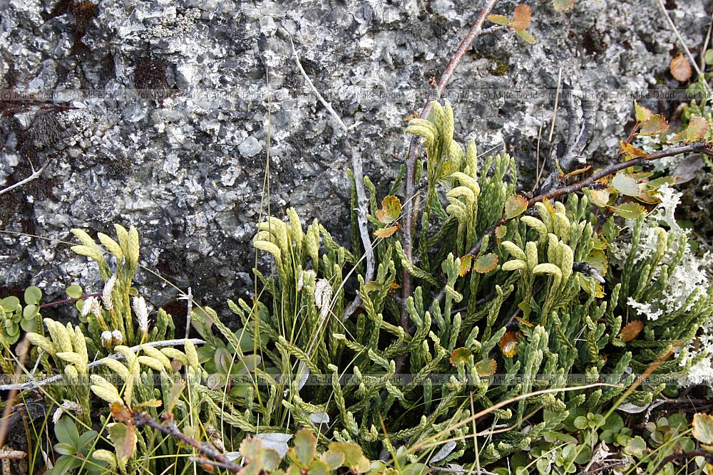 Diphasiastrum alpinum Alpine Clubmoss