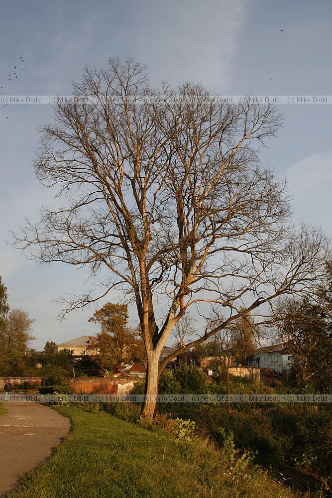 Elm tree killed by dutch elm disease (see photo year before when it was just starting)