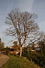 Elm tree killed by dutch elm disease (see photo year before when it was just starting)