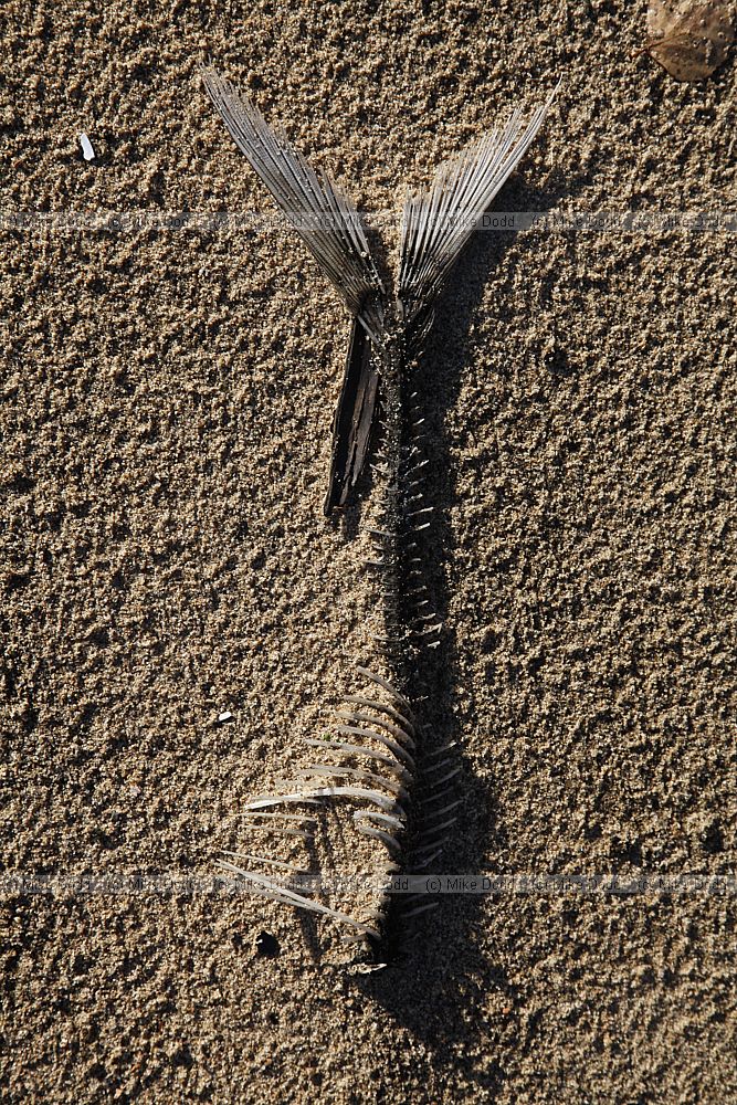 Fish skeleton on beach