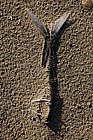 Fish skeleton on beach