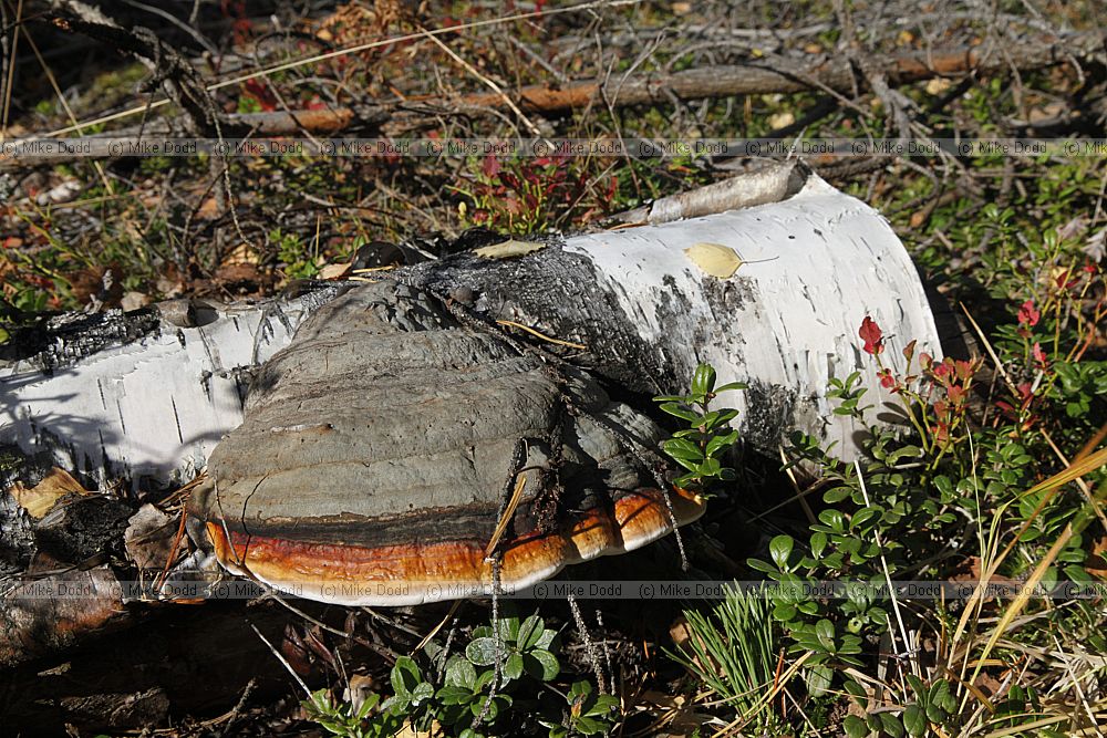 Fomitopsis pinicola Red-belted bracket (?)