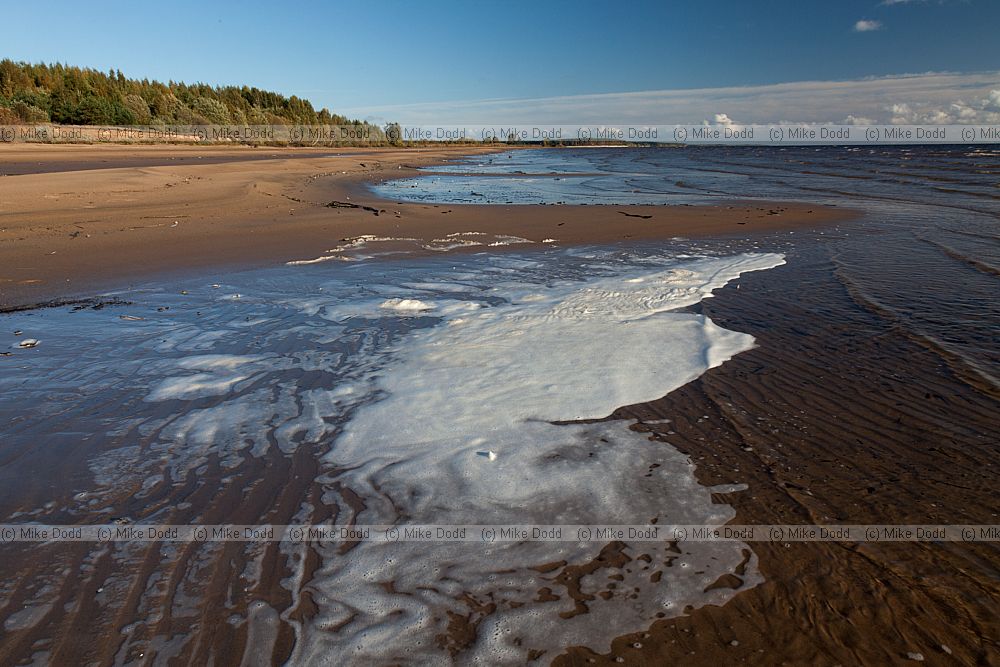 Froth on beach