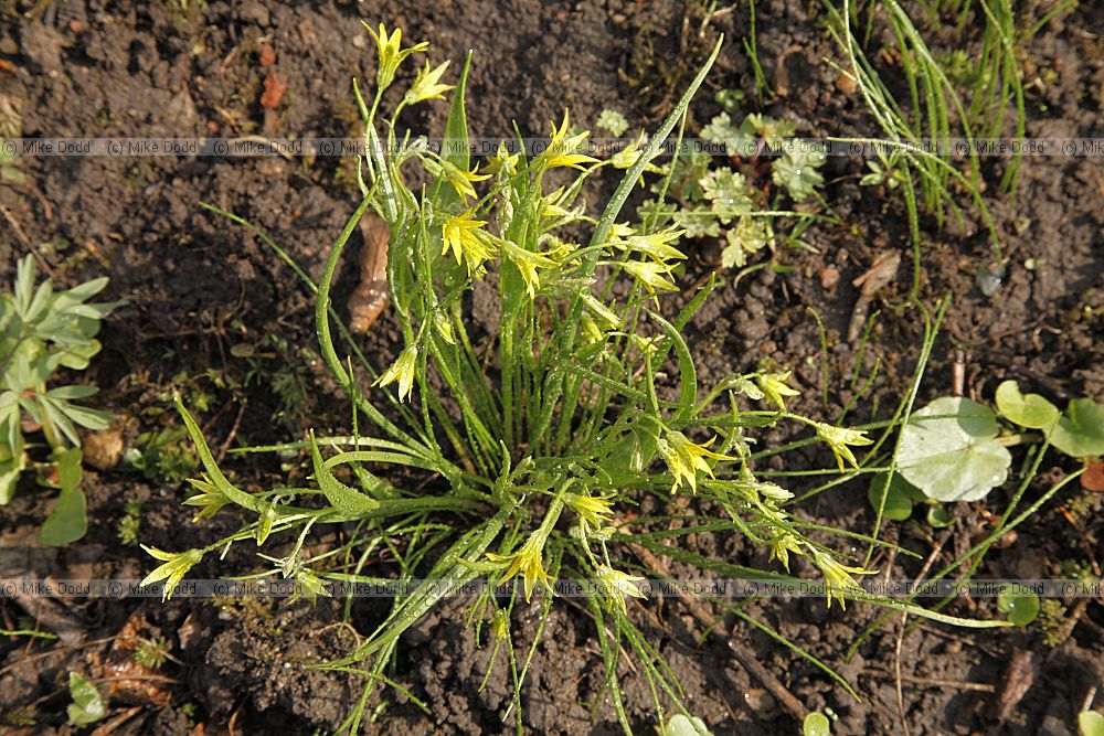 Gagea lutea Yellow Star of Bethlehem