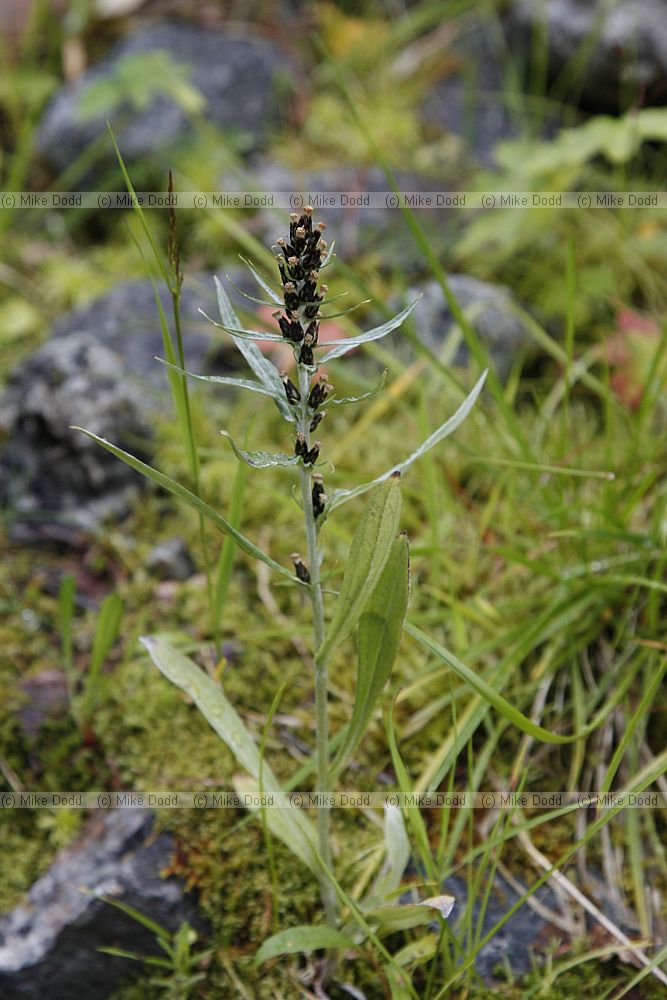 Gnaphalium norvegicum