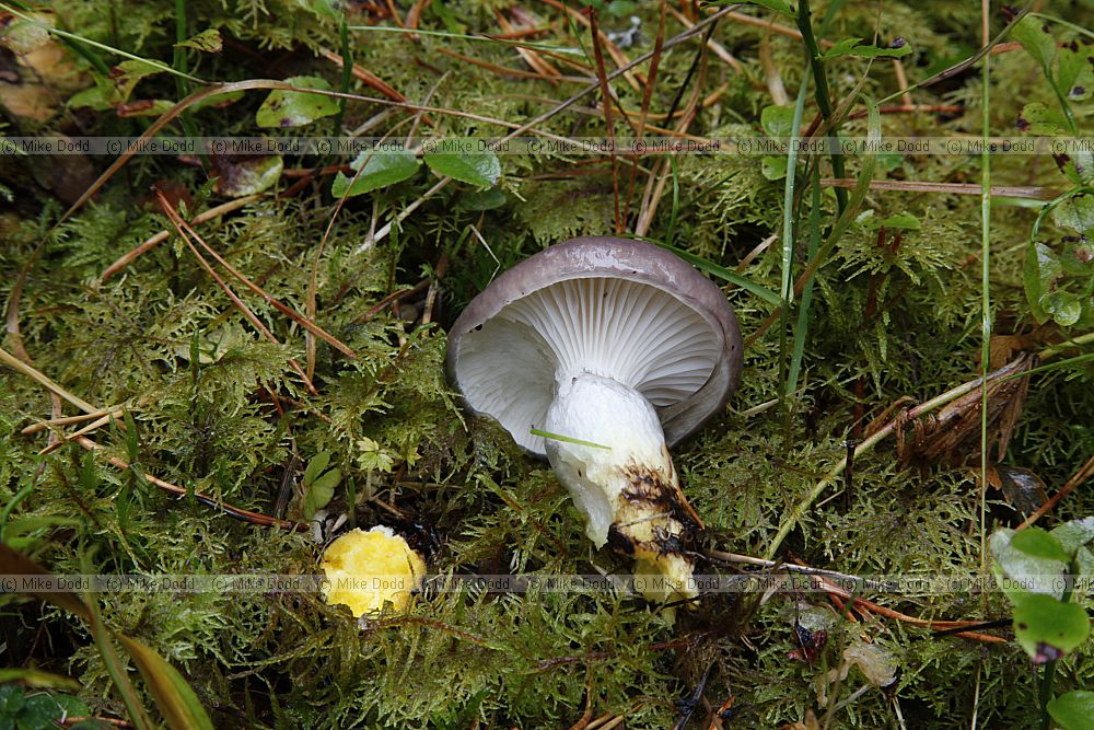 Gomphidius glutinosus Slimy spike