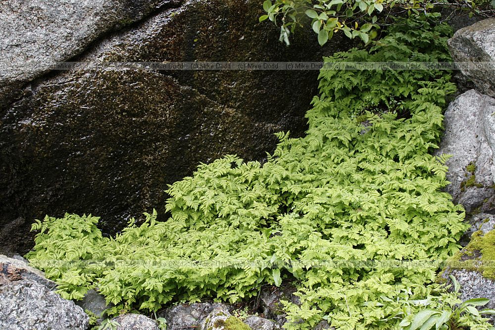 Gymnocarpium dryopteris Oak Fern
