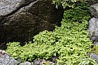 Gymnocarpium dryopteris Oak Fern