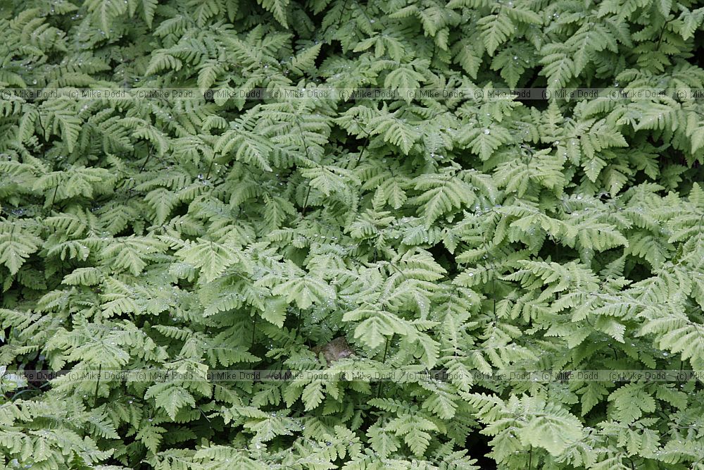 Gymnocarpium dryopteris Oak Fern