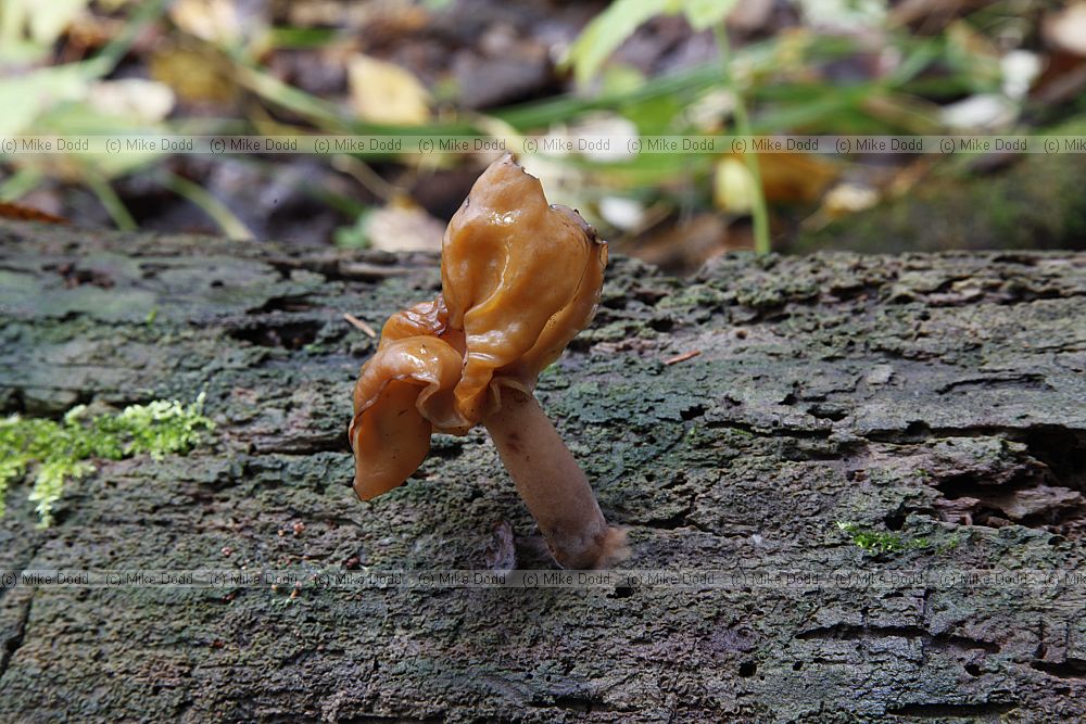 Gyromitra ambigua (?)